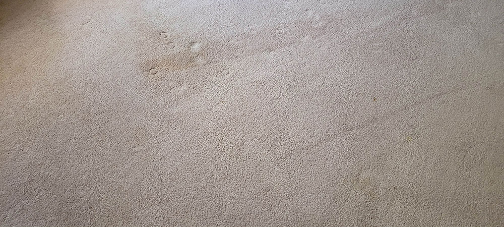 after-carpet-stain-removal-mooroolbark