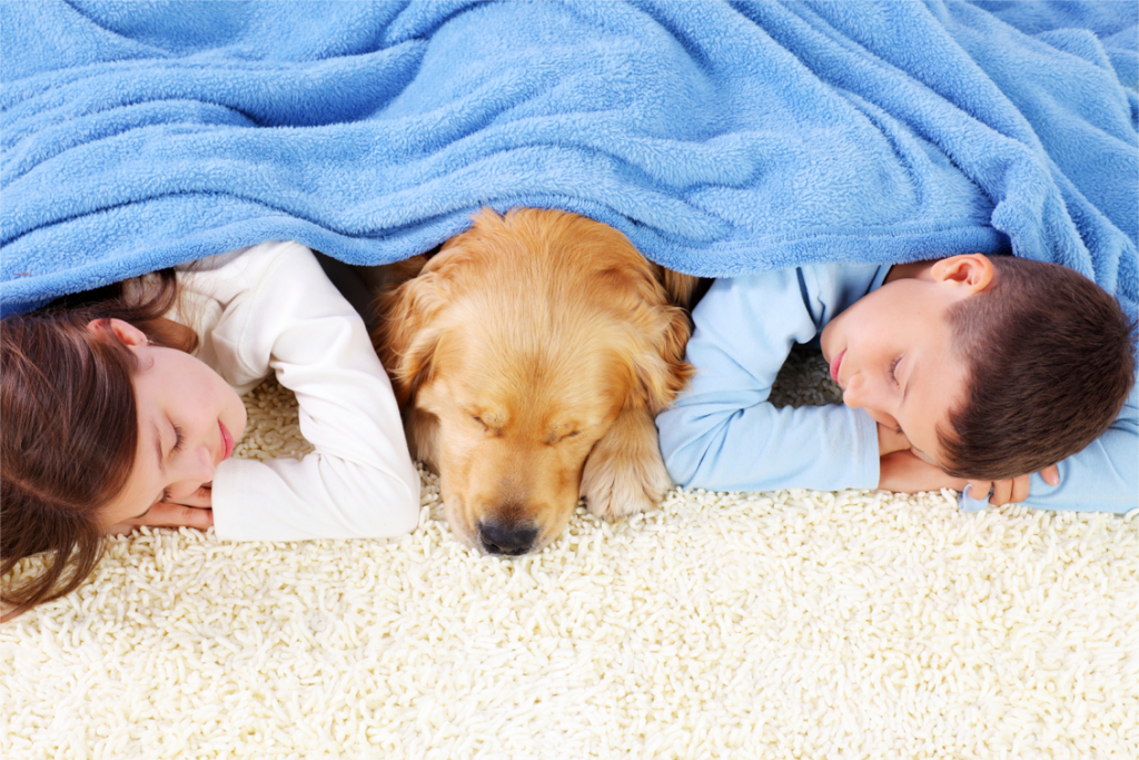 chem-dry-relax-with-pet-on-a-clean-carpet